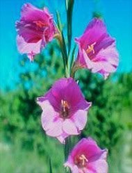 Pink Trumpet Flower Flor da Living Essences 15 ml