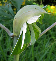 Floral Broto de Embaba 10 ml
