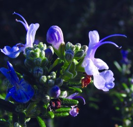 Floral Rosemary 