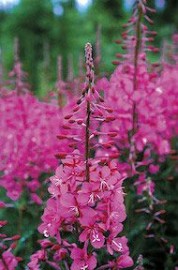 Floral Fireweed ALA 