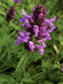 Floral Hyssop 