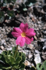 Floral Sierra Primrose 