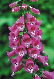Floral Foxglove 