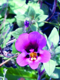 Floral Purple Monkeyflower 
