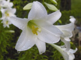 White Trumpet Lily 