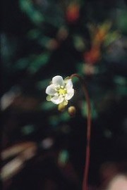 Floral Round Leaved Sundew 