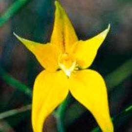 Cowslip Orchid Floral da Living Essences 15 ml