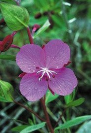 Floral River Beauty 