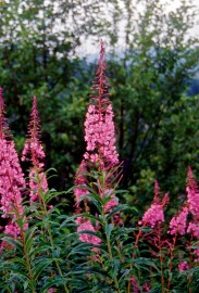 Floral Fireweed PAC
