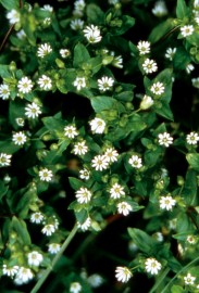 Floral Chickweed 
