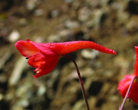 Floral Red Larkspur 