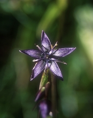 Floral Star Gentian 