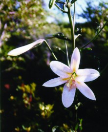 Floral Shasta Lily 