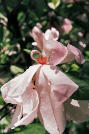 Floral Purple Magnolia 