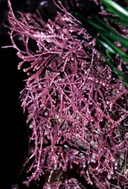 Essncia Marinha Pink Seaweed 