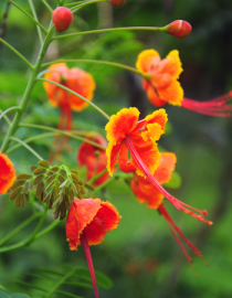 Floral Dwarf Poinciana