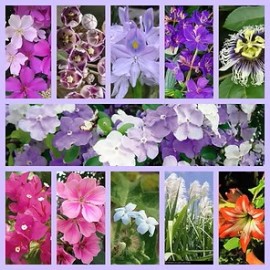 Compaix�o    Validade pr�xima