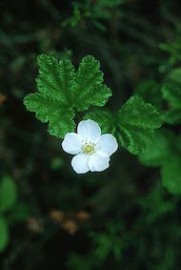 Floral Cloudberry 