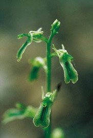 Floral Northern Twayblade 