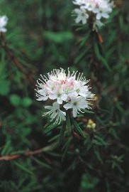 Floral Labrador Tea 