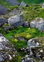 Essncia Ambiental Stone Circle 