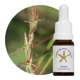 Floral Cidreira - 10 ml