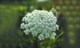 Floral Queen Anne's Lace 