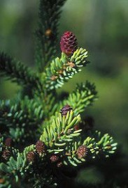 Floral Black Spruce 