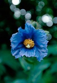 Floral Blue Poppy 