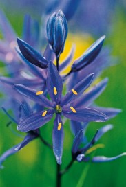 Floral Blue Camas 