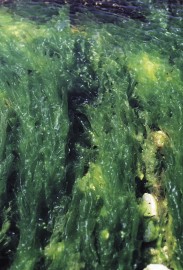 Essncia Marinha Sea Lettuce 