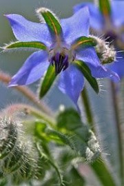 Floral Borage 10 ml