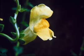 Floral Snapdragon 