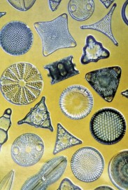 Essncia Marinha Diatoms 