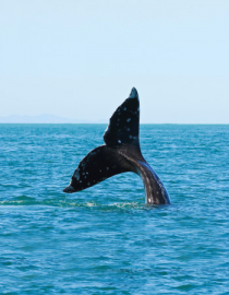 Essncia Marinha Whale Hawaii