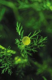 Floral Pineapple Weed 