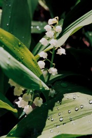 Floral Lily of the Valley 