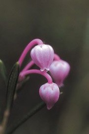 Floral Bog Rosemary 