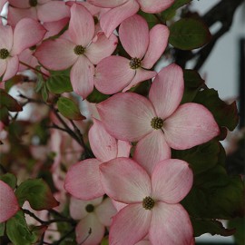 Floral Satomi Dogwood 