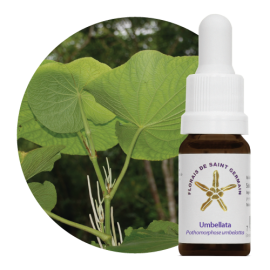 Floral Umbellata 10 ml