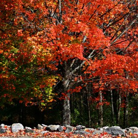 Floral Maple 