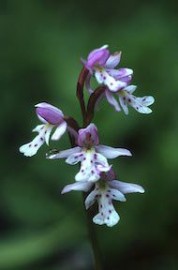 Floral Round Leaf Orchid 
