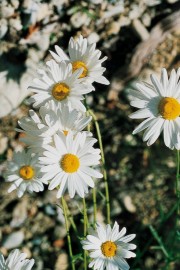 Floral Ox-Eye Daisy 