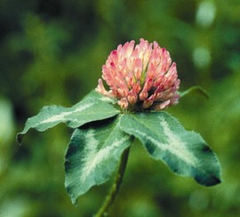 Floral Red Clover 