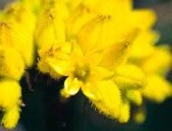 Yellow Cone Flower Floral da Living Essences 15 ml