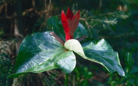 Floral Trillium 