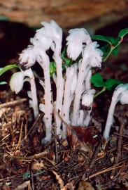 Floral Indian Pipe