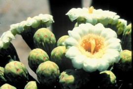 Floral Saguaro 