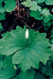 Floral Vanilla Leaf 