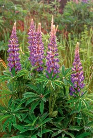 Floral Blue Lupin 